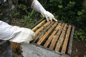 apicultura-abeja-2