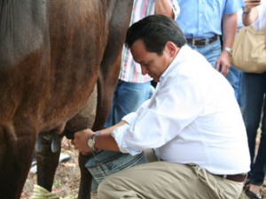 200512huacho-vaca