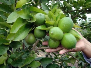 1-arbolito-de-limon-persa-citrus-latifolia-citrico-mexican-20131203224343