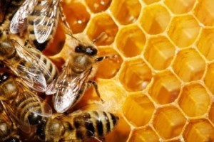 las-abejas-miel