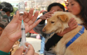 vacuna perros y gatos